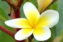 Frangipani flowers give off a gorgeous, heady aroma. Photo / Supplied 