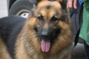 Along with the sniffer dogs St Kentigern College has also hired security guards to search students at the door. Photo / Thinkstock