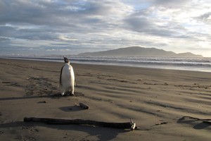Debate has raged on whether the emperor penguin who ended up on the Kapiti Coast should be taken down to Antarctica, released off the coast of New Zealand to find its own way home, or kept in captivity. Photo / supplied