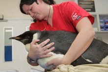 Wellington Zoo vet Dr Lisa Argilla tends Happy Feet, which is making a good recovery after surgery. Photo / Mark Mitchell