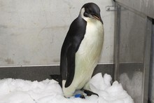 Happy Feet - the emperor penguin found on Peka Peka Beach - has been recovering at Wellington Zoo after its endoscopy. Photo / Mark Mitchell