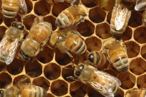 After visiting Waipuna Lodge a final time Wendyl Nissen received vital information for and against bee-keeping. Photo / Thinkstock