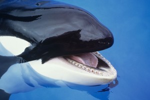 Orcas, according to Stanford researchers, are really good listeners. Photo / Thinkstock