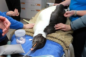 Emperor penguin Happy Feet underwent several operations at Wellington Zoo to remove sticks and sand from his stomach. Photo / Mark Mitchell