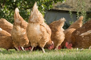 German farm animals had eaten contaminated feed for months. Photo / Thinkstock