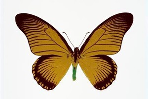 Oriental gold burgundy leaf green (2010) by Damien Hirst. Showing as part of The Dead and The Souls at Gow Langsford Gallery, 26 Lorne Street City, until August 27.