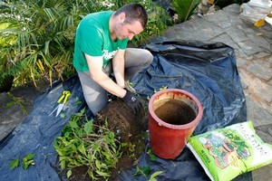 Justin Newcombe first removes the plant from its pot to break up soil from around plant roots before returning it to the pot with new soil added in order to bring life back to the plant. Photo / Steven McNicholl