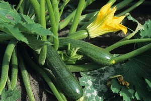 Vegetables are annual plants that grow from seed, mature, flower and set seed all in one season. Photo / Thinkstock