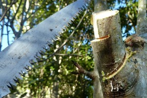 Pruning trees is easy - make a shallow undercut; cut the heavy weight off the branch; and cut the remaining branch stub from just outside the branch base or 'collar'. Photo / Meg Liptrot