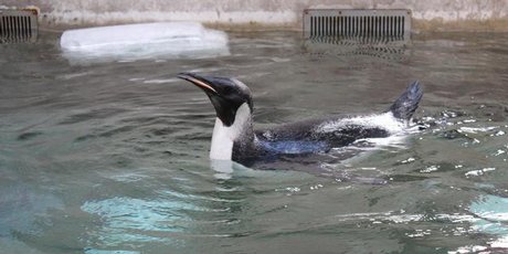 Happy Feet taking his first swim in a salt water pool at Wellington Zoo. Photo / Supplied