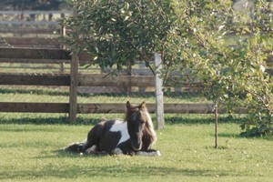 The idea of making tax on annuities fairer may be asleep in the shade but it's not a dead horse. Voters could wake the Government up. Photo / Thinkstock