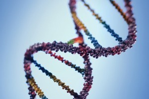 One in every 11 women who carry a particular faulty gene is likely to develop ovarian cancer at some point in her life, a study has found. Photo / Thinkstock