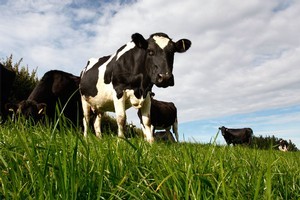 Average prices of dairy products recorded their smallest decline in five sales at Fonterra's latest online auction, with whole milk powder leading the slide. Average prices were down 0.9pc. Photo / Brett Phibbs.