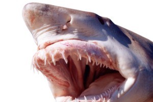 A shark has attacked a young man in the Russian Far East, biting off his arms in an extremely rare attack in the northwestern part of the Sea of Japan. Photo / Thinkstock