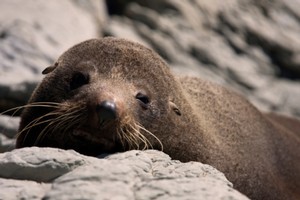 One of the men accused of clubbing 23 seals to death on the Kaikoura coast last year has denied the charge. File photo / Thinkstock