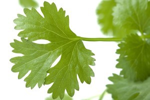 Coriander can be harvested in leaf form and chopped to add a signature note to finish a dish. Photo / Thinkstock