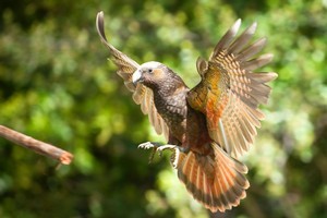 With outstretched wings, the kaka's scarlett and orange markings can be seen. Photo / Tourism Wairarapa