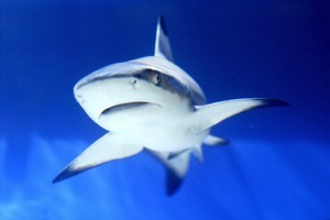 A shark attacked a 21-yaer-old man off the west coast of Australia so badly only the upper half of his body was found. Photo / AFP