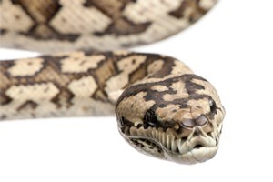 A New Zealander in Australia allegedly used a carpet python to threaten police. Photo / Thinkstock