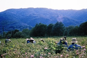 Flower pickers work in the fields of rose de mai in Grasse. Photo / Supplied