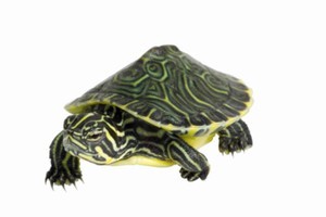 A turtle was the only creature to survive the inferno at the Mapua Aquarium near Nelson. Photo / Thinkstock