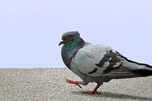 In 1941, the American scientist B F Skinner believed pigeons were the answer to defeating Adolf Hitler. Photo / ThinkStock