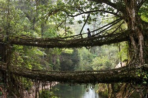 A villager crosses the 'Double Decker' tree root bridge in the village of Nongriat. Photo / Copyright Amos Chapple: Rex Features