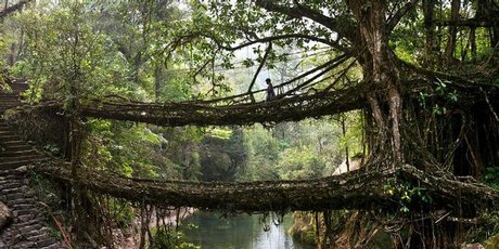A villager crosses the 'Double Decker' tree root bridge in the village of Nongriat. Photo / Copyright Amos Chapple: Rex Features