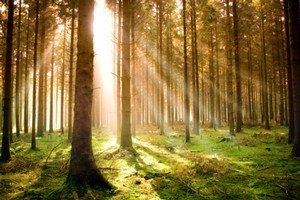 Is 'forest boy's story really true? Photo / Thinkstock