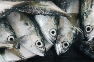 The fish restaurant of Nathan Outlaw, a 32-year-old chef who was mentored by Rick Stein, has been awarded two Michelin stars for its sympathetic handling of simple dishes such as cod with tartare sauce and clams. Photo / Thinkstock
