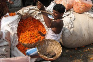 A vendor weighs a purchase of marigolds at Kolkata's Malik Ghat flower market. Photo / Jill Worrall