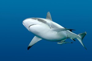 A man is critically injured after a shark attack off the coast of South Africa. According to witnesses, he continued to go into the water despite warnings. Photo / Thinkstock