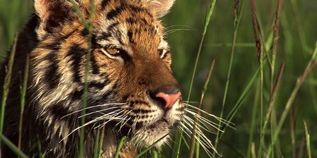 A Bengal tiger keeps a close eye on things from a riverbank. Photo / Thinkstock