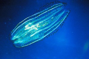 Comb Jellyfish have conquered marine environments to the detriment of tourism, fishing and fun. Photo / Thinkstock