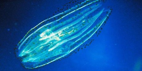 Comb Jellyfish have conquered marine environments to the detriment of tourism, fishing and fun. Photo / Thinkstock Comb Jellyfish have conquered marine environments to the detriment of tourism, fishing and fun. Photo / Thinkstock