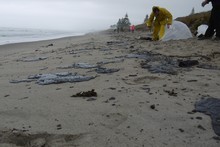 Locals are out cleaning up the oil despite warnings from Maritime New Zealand. 
Photo / Cassandra Mason