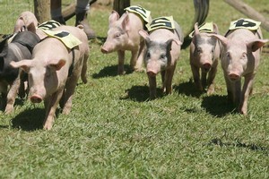 Pig racing at the Katikati A & P Show. Photo / Bay of Plenty Times