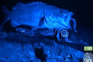 A deep sea fish that uses gill-clogging slime to repel attackers has been caught on camera for the first time by Kiwi researchers. Photo / YouTube
