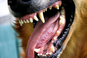 A pet English bull terrier which bit a one-year-old is now in the hands of Animal Control. Photo / file