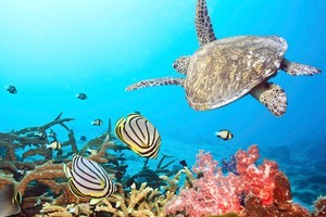 The El Nino of 1998 caused sea temperatures to rise temporarily, resulting in the death of a great deal of the Maldives' coral, but in many areas it is starting to grow back. Photo / Thinkstock