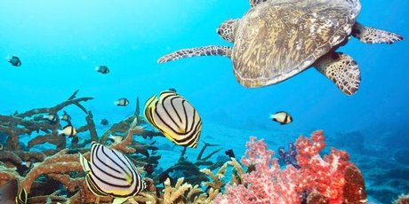 The El Nino of 1998 caused sea temperatures to rise temporarily, resulting in the death of a great deal of the Maldives' coral, but in many areas it is starting to grow back. Photo / Thinkstock