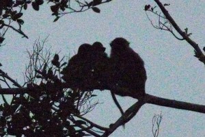 Macaque monkeys settle down for the night in trees along the Klias River. Photo / Jim Eagles