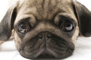 Be careful your sadness doesn't overwhelm you as studies have shown severe stress or emotional distress can bring about the cardiac condition, broken heart syndrome. Photo / Thinkstock