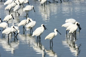 Spoonbills feeding in the Manukau Harbour between Ambury Regional Park and Puketutu Island. Photo / Martin Sykes