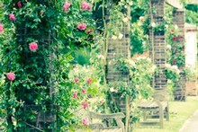Climbing roses are a great way to get your vertical garden going.
Photo / Thinkstock 