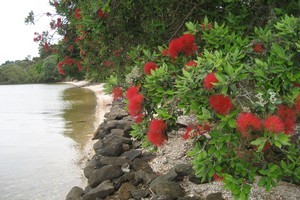 The campground at Aroha Island in the Bay of Islands is run by a charitable trust. Photo / Northern Advocate