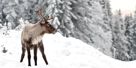 If you head to Lapland for Christmas, you might just encounter a reindeer. Photo / Thinkstock