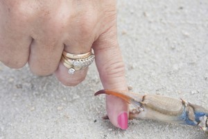 The travel website says crabs walk into your room and live in the shower. Photo / Thinkstock