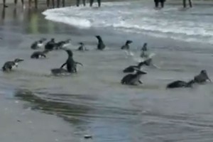 In this image from footage shot by the Bay of Plenty Council some of the penguins race for the water. Photo / BoP Council