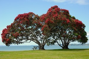 There has to be genuine reasons for protecting a tree and a lot of nominations did not get through. Photo / Thinkstock